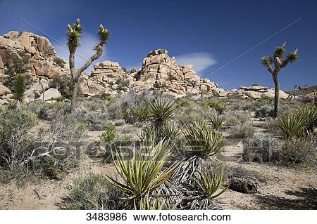 Joshua Tree National Park, California, USA View Large Photo Image Stock Photograph - Joshua Tree National Park, California, USA . Fotosearch