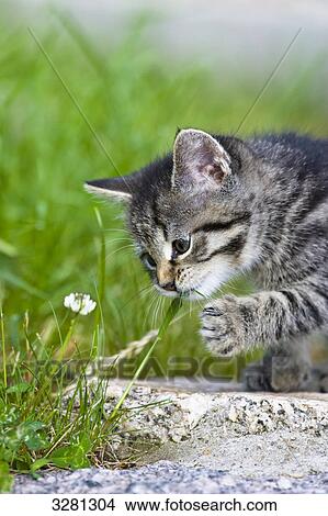 Picture - Kitten playing with blade of grass, close-up . Fotosearch