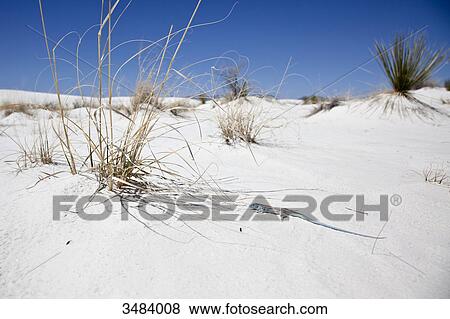Lacertidae in the White Sands National Monument, New Mexico, USA, elevated view View Large Photo Image Stock Photo - Lacertidae in the White Sands National Monument, New Mexico, USA, elevated view . Fotosearch