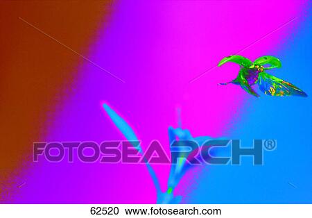 Stock Image - Ladybird flying over plant . Fotosearch