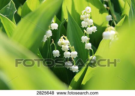 Stock Photo - Lily Of The Valley (Convallaria majalis) flowers blooming in field . Fotosearch