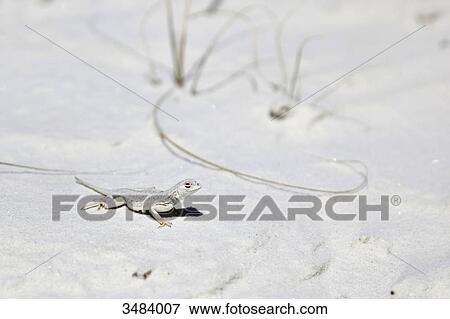 Lizard in the White Sands National Monument, New Mexico, USA, elevated view View Large Photo Image Stock Photo - Lizard in the White Sands National Monument, New Mexico, USA, elevated view . Fotosearch