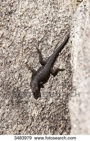 Stock Photo - Lizard on a stone, Joshua Tree National Park, California, USA, close-up . Fotosearch