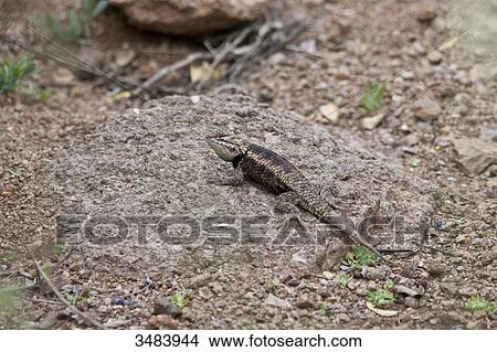 Picture - Lizard sitting on a stone, Desert Botanical Garden, Phoenix, Arizona, USA, elevated view . Fotosearch
