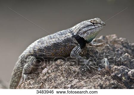 Stock Photograph - Lizard sitting on a stone, Desert Botanical Garden, Phoenix, Arizona, USA, close-up . Fotosearch