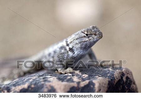 Stock Photograph - Lizard sitting on a stone, Desert Botanical Garden, Phoenix, Arizona, USA, close-up . Fotosearch