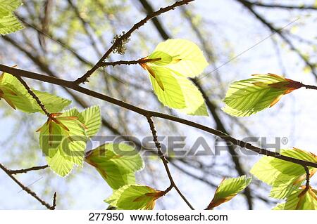 Low angle view of leaves on branch of tree View Large Photo Image Stock Image - Low angle view of leaves on branch of tree . Fotosearch