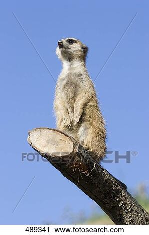 Stock Image - Low angle view of Meerkat (Suricata suricatta) sitting on branch . Fotosearch