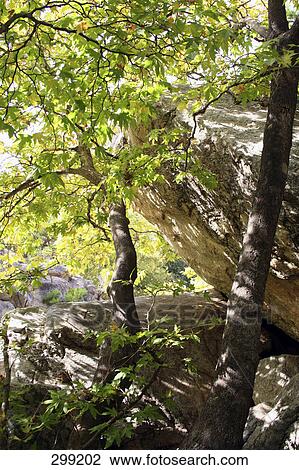 Stock Image - Low angle view of rocks and trees in forest . Fotosearch