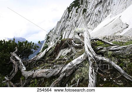 Low angle view of uprooted tree View Large Photo Image Picture - Low angle view of uprooted tree . Fotosearch