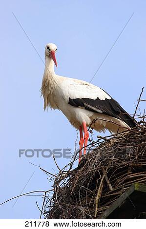 Low angle view of White Stork (Ciconia ciconia) on its nest View Large Photo Image Stock Photo - Low angle view of White Stork (Ciconia ciconia) on its nest . Fotosearch