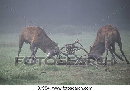 Picture - Male Red Deer (Cervus elaphus) fighting in field . Fotosearch
