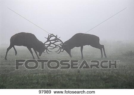 Male Red Deer (Cervus elaphus) fighting in forest, Germany View Large Photo Image Stock Photo - Male Red Deer (Cervus elaphus) fighting in forest, Germany . Fotosearch