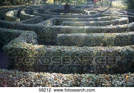 Maze of hedges in garden View Large Photo Image Stock Image - Maze of hedges in garden . Fotosearch