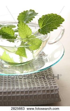 Mint leaves in herbal tea View Large Photo Image Stock Image - Mint leaves in herbal tea . Fotosearch