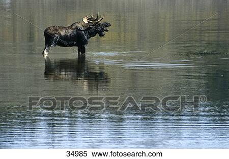 Moose (Alces alces) standing in river, bell, Snake River, Grand teton National Park, Wyoming, USA View Large Photo Image Stock Photography - Moose (Alces alces) standing in river, bell, Snake River, Grand teton National Park, Wyoming, USA . Fotosearch