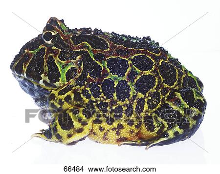 Nahaufnahme Von Pacman Frosch Ceratophrys Weiss Hintergrund Bild 66484 Fotosearch