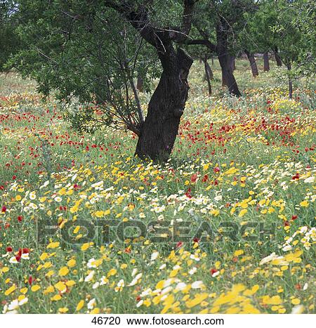 Olive trees in field, Majorca, Balearic Islands, Spain View Large Photo Image Stock Image - Olive trees in field, Majorca, Balearic Islands, Spain . Fotosearch