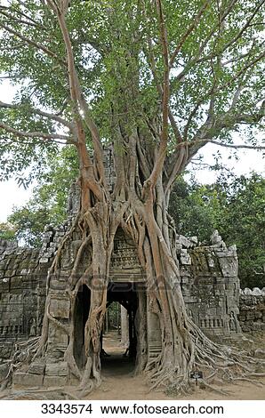 Picture - Overgrown roots on old ruins, Ta Prohm Temple, Angkor, Cambodia . Fotosearch