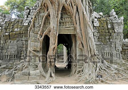 Overgrown roots on old ruins, Ta Prohm Temple, Angkor, Cambodia View Large Photo Image Stock Photo - Overgrown roots on old ruins, Ta Prohm Temple, Angkor, Cambodia . Fotosearch