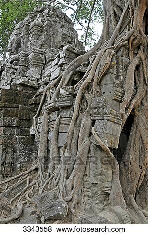 Overgrown roots on old ruins, Ta Prohm Temple, Angkor, Cambodia, close-up View Large Photo Image Stock Photo - Overgrown roots on old ruins, Ta Prohm Temple, Angkor, Cambodia, close-up . Fotosearch