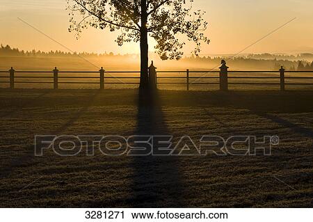 Paddock, Black Forest, Baden-Wuerttemberg, Germany View Large Photo Image Stock Image - Paddock, Black Forest, Baden-Wuerttemberg, Germany . Fotosearch