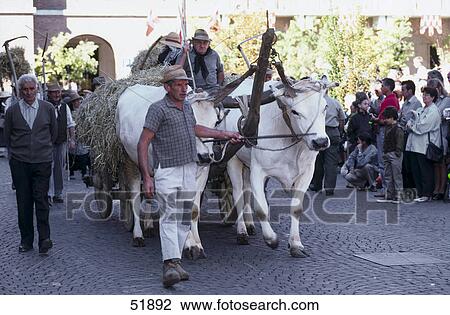 People in costumes with ox cart during festival, Festival delle Sagre, Asti, Piedmont, Italy View Large Photo Image Stock Image - People in costumes with ox cart during festival, Festival delle Sagre, Asti, Piedmont, Italy . Fotosearch