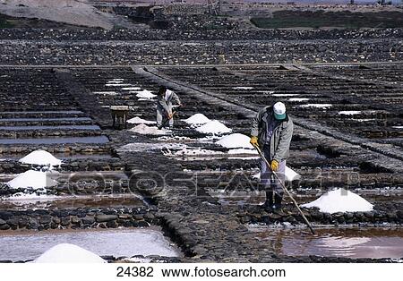 Stock Image - People working in salt flats, Las Salinas, Fuerteventura, Canary Islands, Spain . Fotosearch