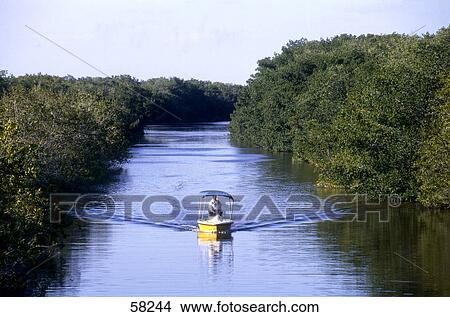 Picture - Person traveling in a motorboat through mangrove swamp, Flamingo Resort, Florida, USA . Fotosearch