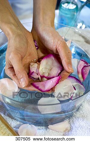 Person's hands holding petals in water bowl View Large Photo Image Stock Photography - Person's hands holding petals in water bowl . Fotosearch