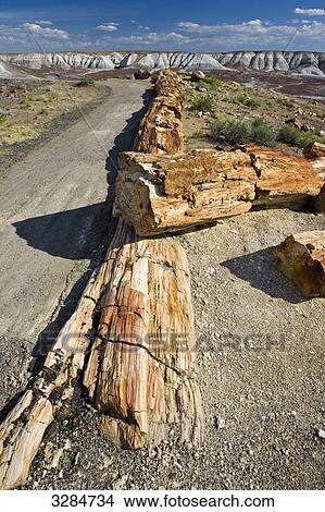 Picture - Petrified tree, Petrified Forest National Park, Arizona, USA . Fotosearch