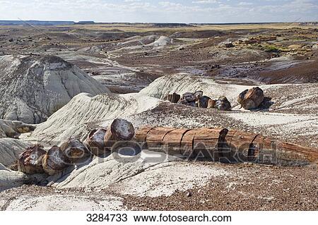 Petrified tree, Petrified Forest National Park, Arizona, USA, high angle view View Large Photo Image Stock Image - Petrified tree, Petrified Forest National Park, Arizona, USA, high angle view . Fotosearch
