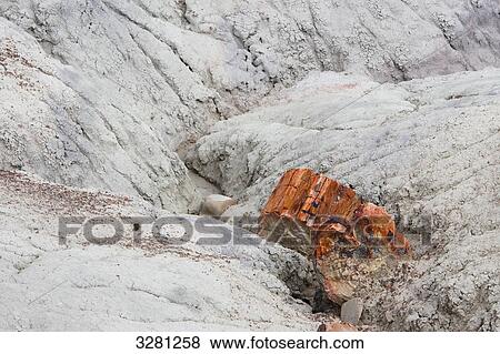 Stock Photo - Petrified tree trunk, Petrified Forest National Park, Arizona, USA . Fotosearch