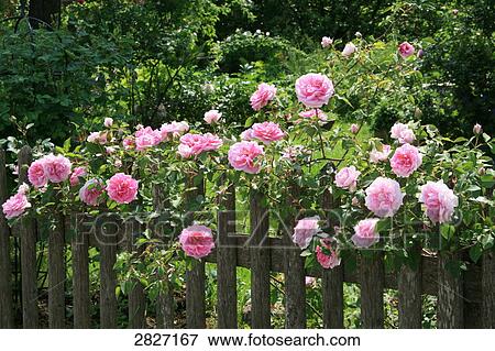 Pink rose flowers blooming behind picket fence View Large Photo Image Stock Photo - Pink rose flowers blooming behind picket fence . Fotosearch