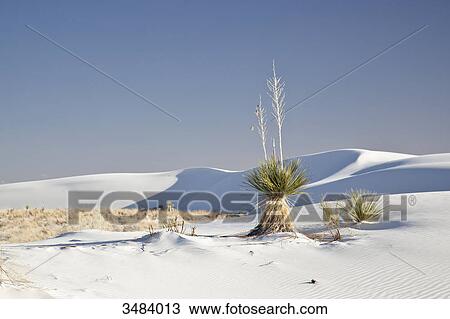 Plants in the White Sands National Monument, New Mexico, USA View Large Photo Image Stock Image - Plants in the White Sands National Monument, New Mexico, USA . Fotosearch