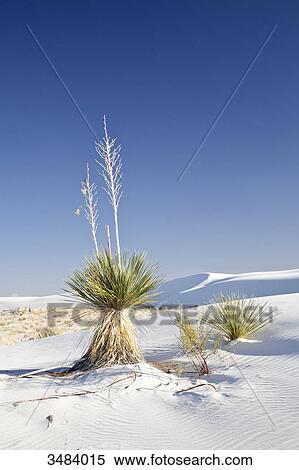 Stock Photography - Plants in the White Sands National Monument, New Mexico, USA . Fotosearch