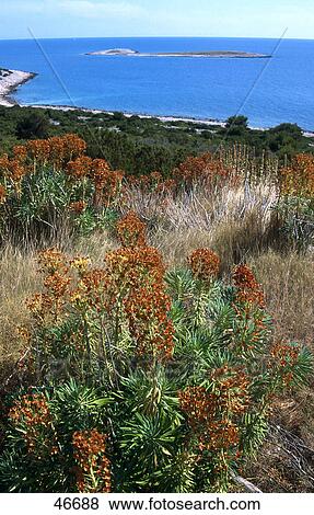 Stock Photo - Plants on island, Zirje, Sibenik, Dalmatia, Croatia . Fotosearch