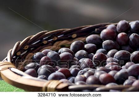 Plums in a basket, Rastatt, Germany, close-up  View Large Photo Image Stock Image - Plums in a basket, Rastatt, Germany, close-up . Fotosearch