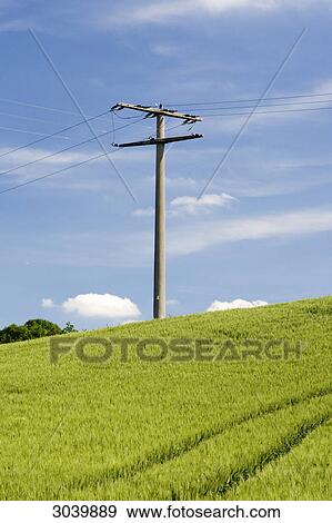 power pole in a cornfield View Large Photo Image Stock Photo - power pole in a cornfield . Fotosearch