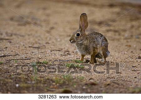 Rabbit on sandy soil, Phoenix, Arizona, side view View Large Photo Image Stock Image - Rabbit on sandy soil, Phoenix, Arizona, side view . Fotosearch