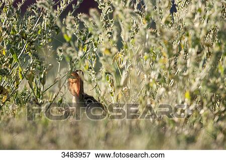 Rabbit sitting in grass, Arizona, USA View Large Photo Image Stock Photo - Rabbit sitting in grass, Arizona, USA . Fotosearch