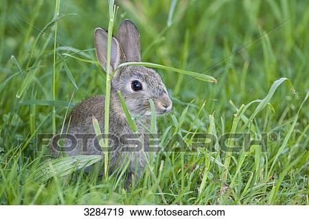 Rabbit sitting in green grass, Baden-Wuerttemberg, Germany View Large Photo Image Stock Photo - Rabbit sitting in green grass, Baden-Wuerttemberg, Germany . Fotosearch