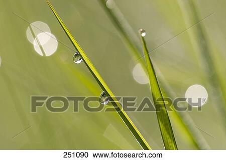 Stock Image - Raindrops on blade of grass . Fotosearch