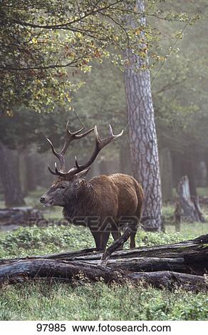 Stock Photography - Red Deer (Cervus elaphus) walking in forest . Fotosearch