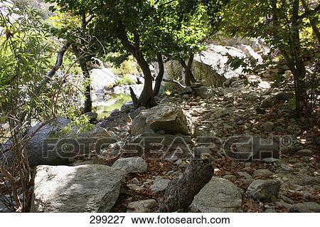 Rocks and trees in forest View Large Photo Image Stock Photo - Rocks and trees in forest . Fotosearch