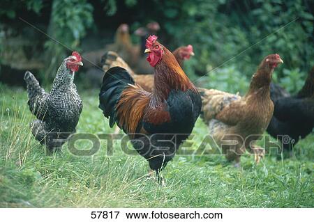 Rooster and chickens standing in field View Large Photo Image Stock Photo - Rooster and chickens standing in field . Fotosearch