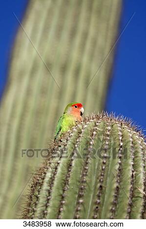 Rosy-faced Lovebird (Agapornis roseicollis) sitting on a Saguaro cactus, Arizona, USA, low angle view View Large Photo Image Stock Photo - Rosy-faced Lovebird (Agapornis roseicollis) sitting on a Saguaro cactus, Arizona, USA, low angle view . Fotosearch