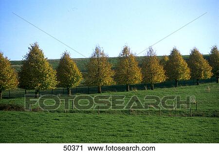 Stock Image - Row of trees in field . Fotosearch
