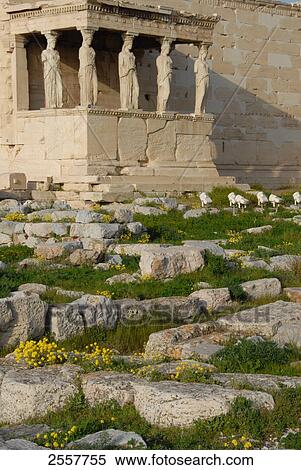 Ruins of temple, The Erechtheum, Athens, Greece View Large Photo Image Stock Photography - Ruins of temple, The Erechtheum, Athens, Greece . Fotosearch