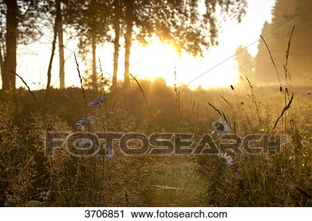 Rural landscape in Sotenaes, Sweden View Large Photo Image Stock Image - Rural landscape in Sotenaes, Sweden . Fotosearch